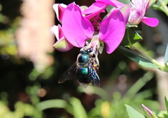Xylocopa bombylans