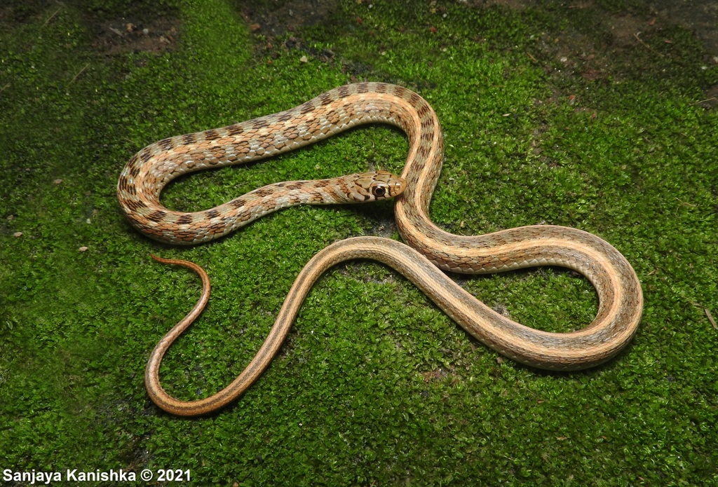 Buff Striped Keelback