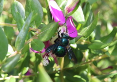 Xylocopa bombylans