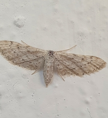 Idaea longaria