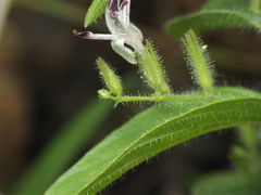Andrographis echioides