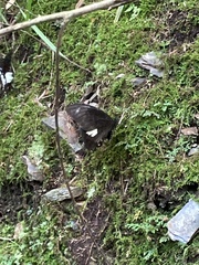 Papilio nephelus chaonulus