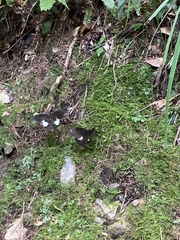 Papilio nephelus chaonulus