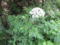 Angelica polymorpha