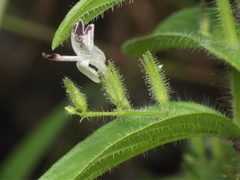 Andrographis echioides