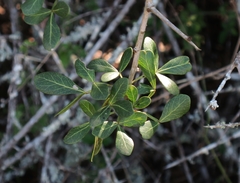 Searsia pterota