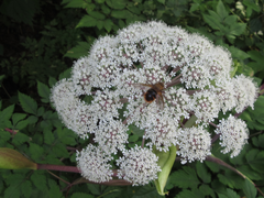 Angelica polymorpha