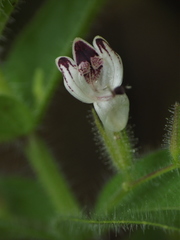 Andrographis echioides