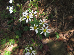 Aster scaber