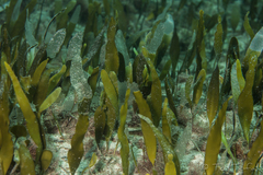 Caulerpa prolifera