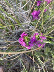 Indigofera sulcata