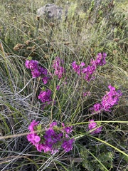 Indigofera sulcata