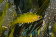 Grey Wrasse photo 4