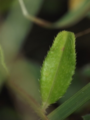 Cleome simplicifolia