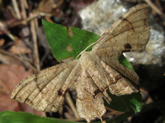 Dysaethria moza