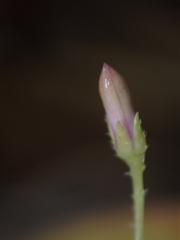 Cleome simplicifolia