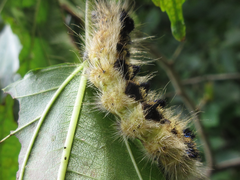 Acronicta major