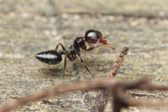 Crematogaster