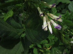 Amphicarpaea edgeworthii