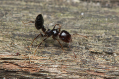 Crematogaster