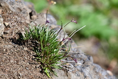 Silene paucifolia