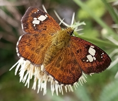 Pseudocoladenia dan fatih
