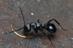 Polyrhachis clio