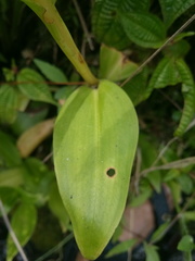 Goodyera procera
