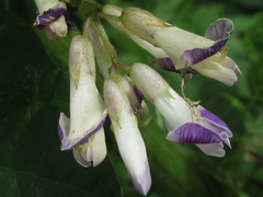 Amphicarpaea edgeworthii