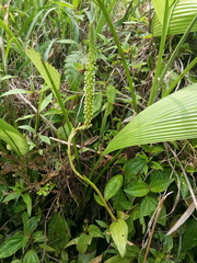 Goodyera procera