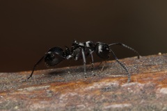Polyrhachis clio