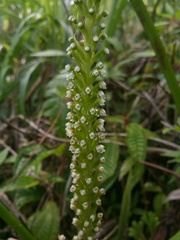Goodyera procera