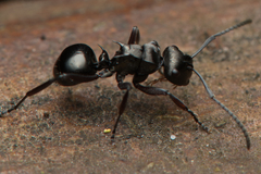 Polyrhachis clio