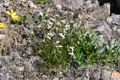 Silene paucifolia