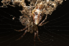 Cyclosa