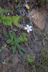 Oxalis dentata