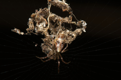 Cyclosa