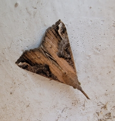 Hypena labatalis