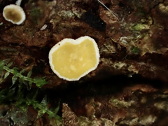 Erioscyphella abnormis