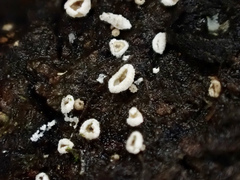 Erioscyphella abnormis