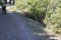 Oxalis dentata