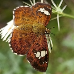 Pseudocoladenia dan fatih