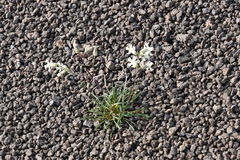 Silene paucifolia