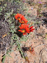 Gazania leiopoda