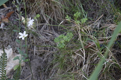 Oxalis dentata