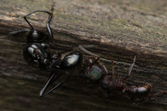 Rhytidoponera metallica