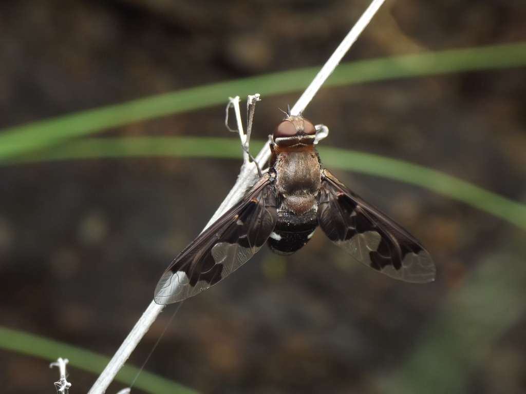 Litorhina lar