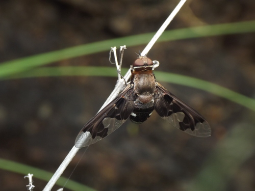 Litorhina lar