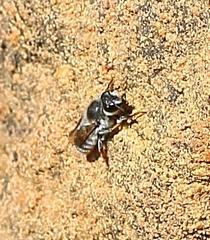 Megachilini