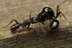 Rhytidoponera metallica